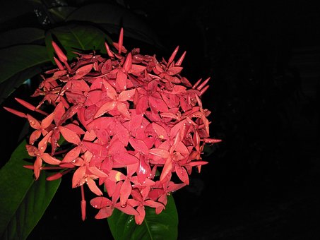 Free Flower Night photo and picture