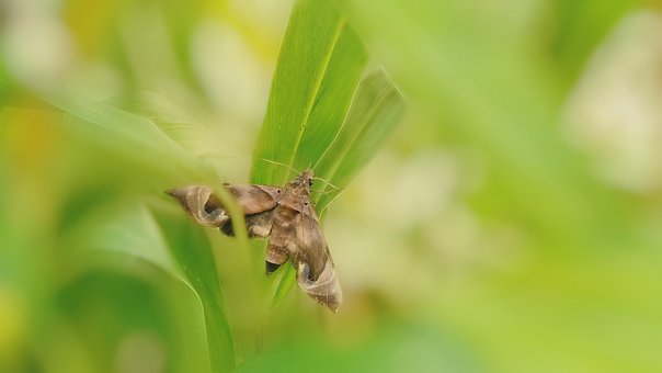 Free Moth Insects photo and picture