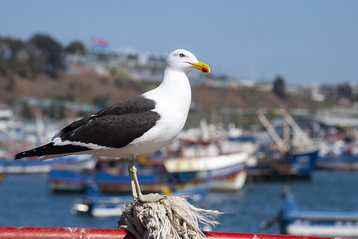 Free Seagull Birds photo and picture