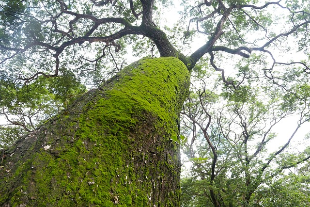 Free Moss Forest photo and picture