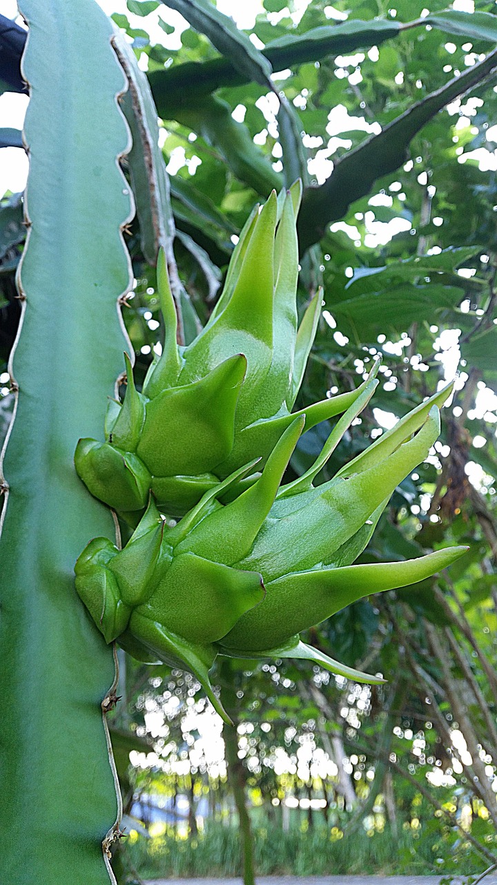 Best HD Pictures about  Green Dragon Fruit  with No AI Images