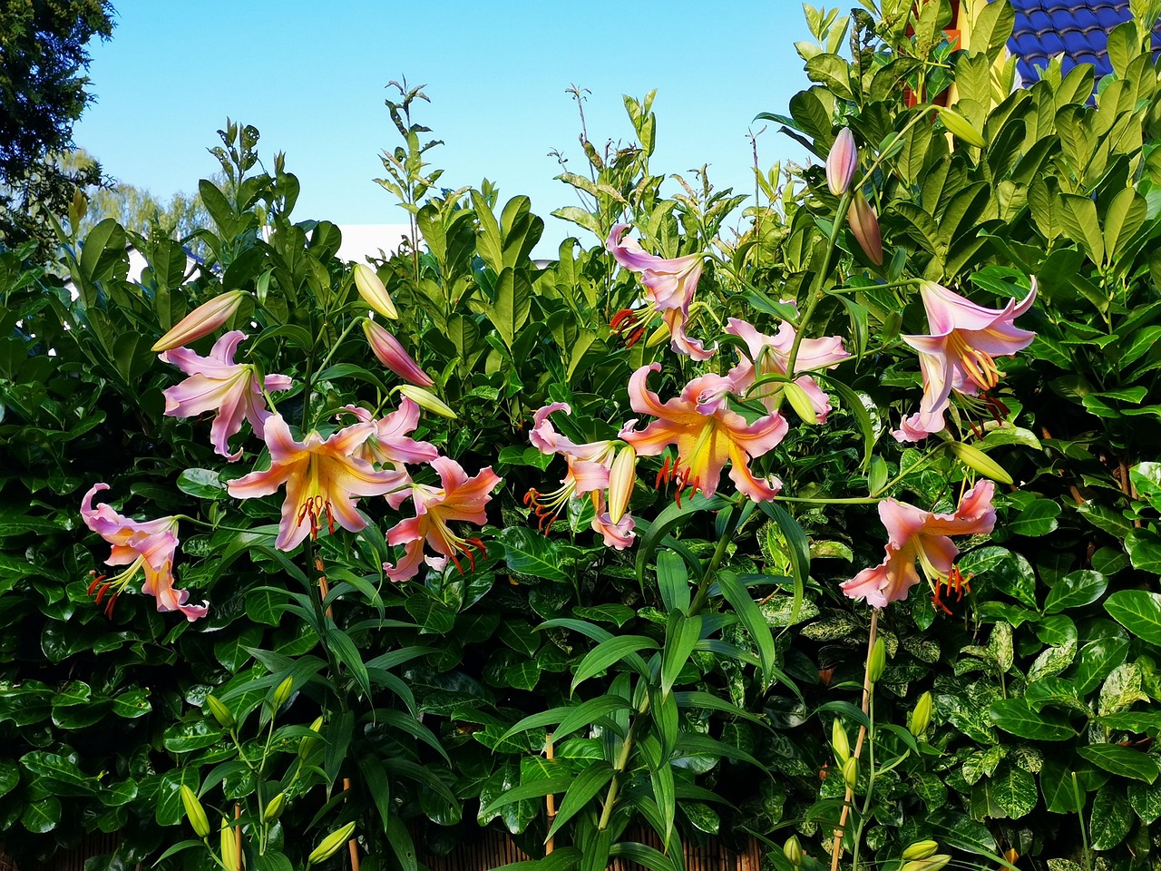 百合花 百合科 观赏植物 - Pixabay上的免费照片 - Pixabay