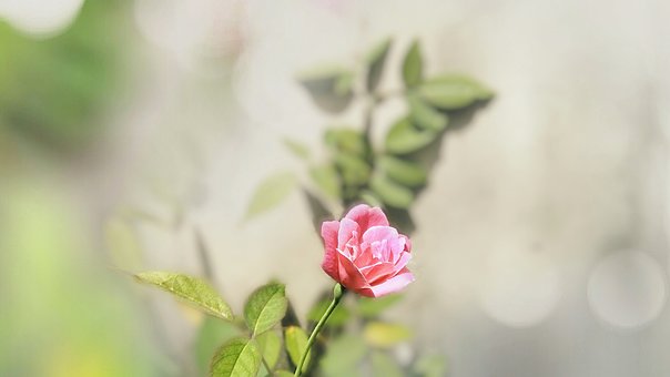 Free Rose Flowers photo and picture