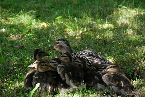 Free Ducks Duck Tour photo and picture