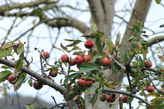 Free Fruit Apple photo and picture
