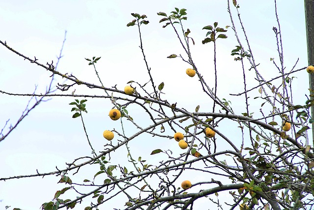 Free Fruit Apple photo and picture