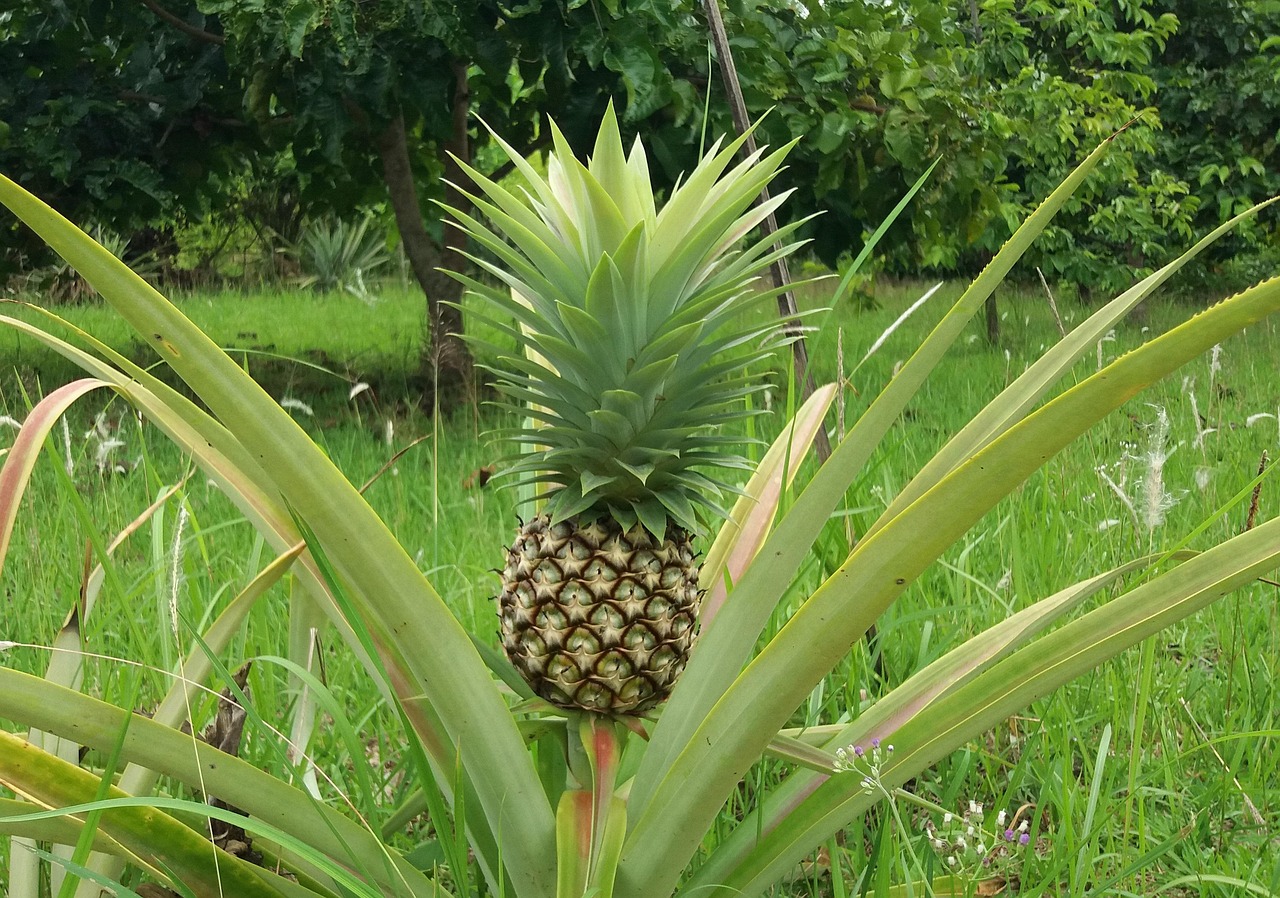 Pineapple Natural Organic Nature'S Free photo on Pixabay Pixabay