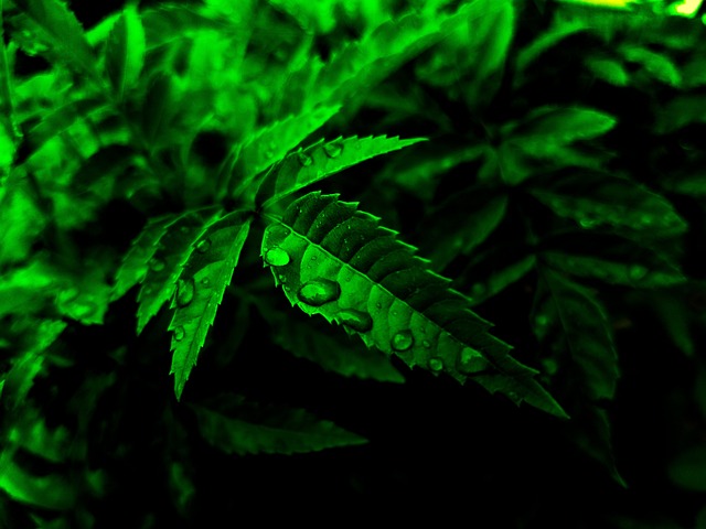 Free Leaf Water photo and picture