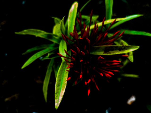 Free Plant Flower photo and picture