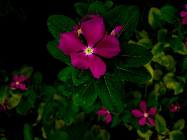 Free Rain Plant photo and picture