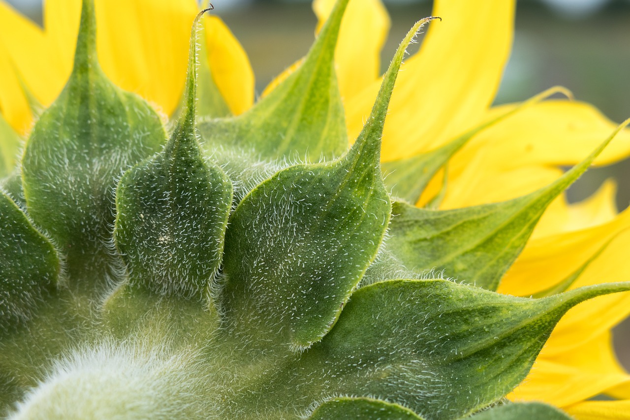 Sunflower Leaves Petals Free photo on Pixabay Pixabay