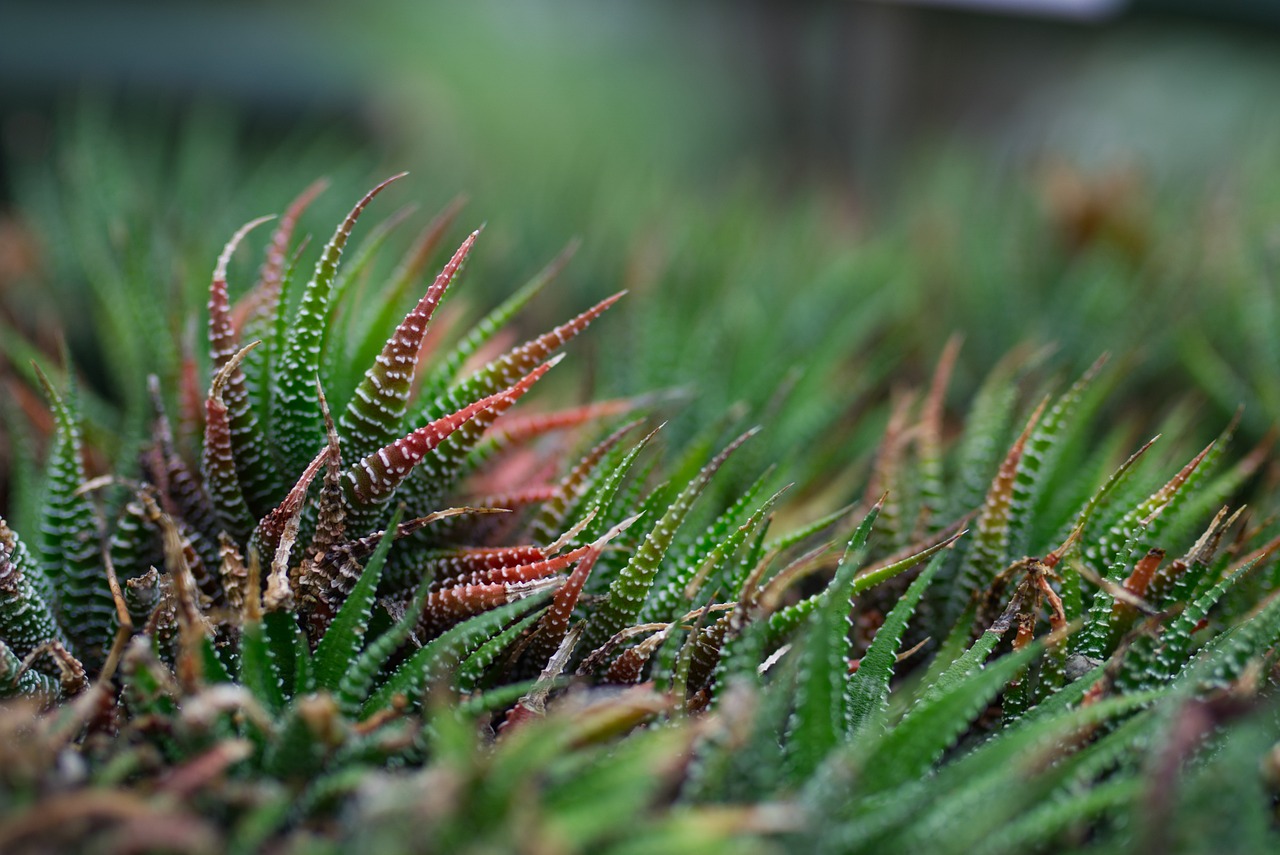 Plant - free online jigsaw puzzle photo