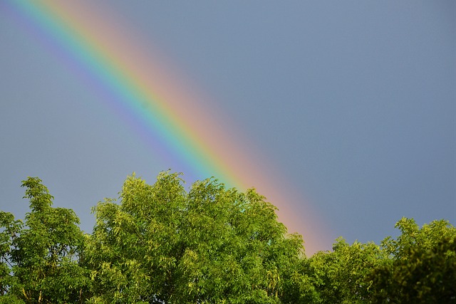 Heaven Rainbow Tree - Free photo on Pixabay - Pixabay