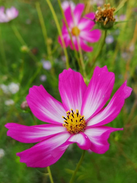 Free Flower Nature photo and picture