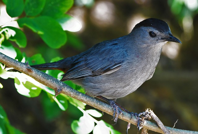 Free Bird Catbird photo and picture