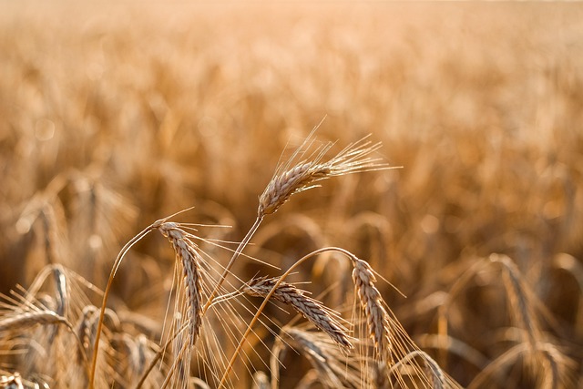 Feld, Weizen, Getreide