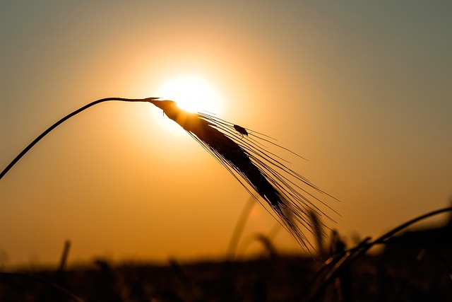 Sonnenuntergang, Natur, Weizen, Getreide