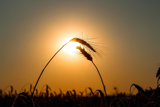 Sonnenuntergang, Sonne, Feld, Himmel