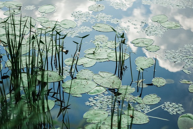 Wasserlilien, Lake, Reflexion, Teich