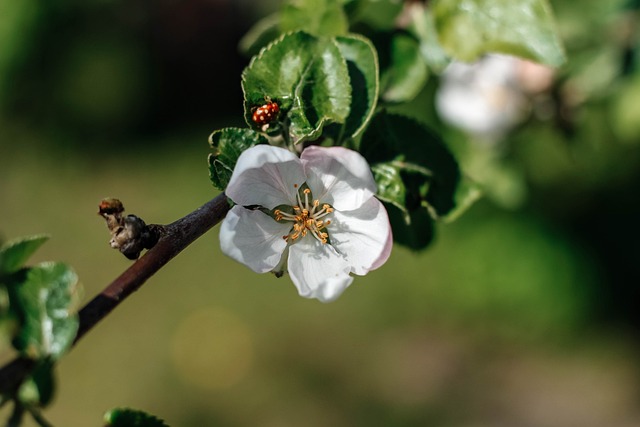 Apfelbaum, Feder, Blüte, Zweig, Natur