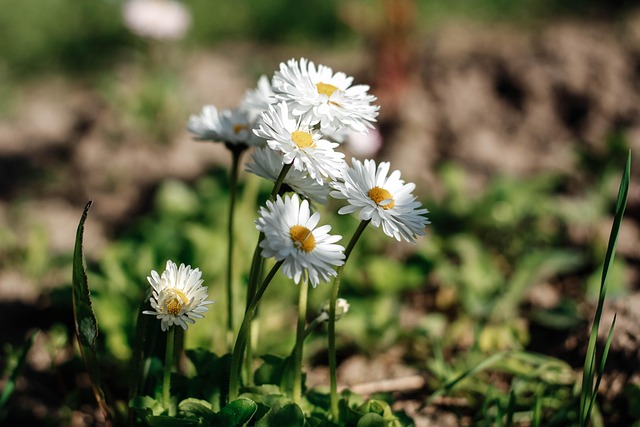 Gänseblümchen, Blumen, Blumentapete