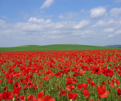 Free Poppy Field photo and picture