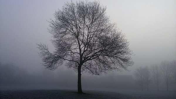 Free Frost Frosty Morning photo and picture
