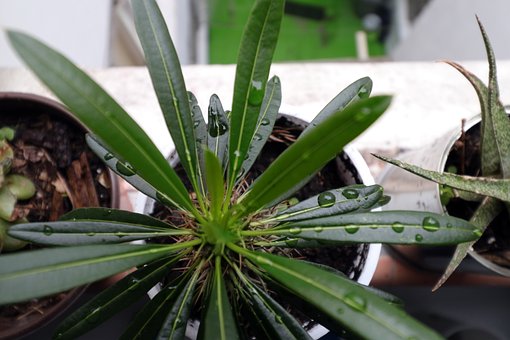Plantelor, Oală, Grădină, Mexico City