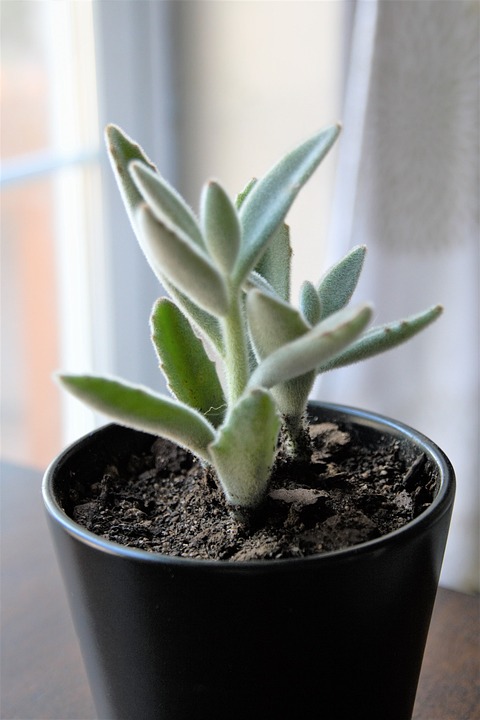 盆花室内植物多汁的 Pixabay上的免费照片