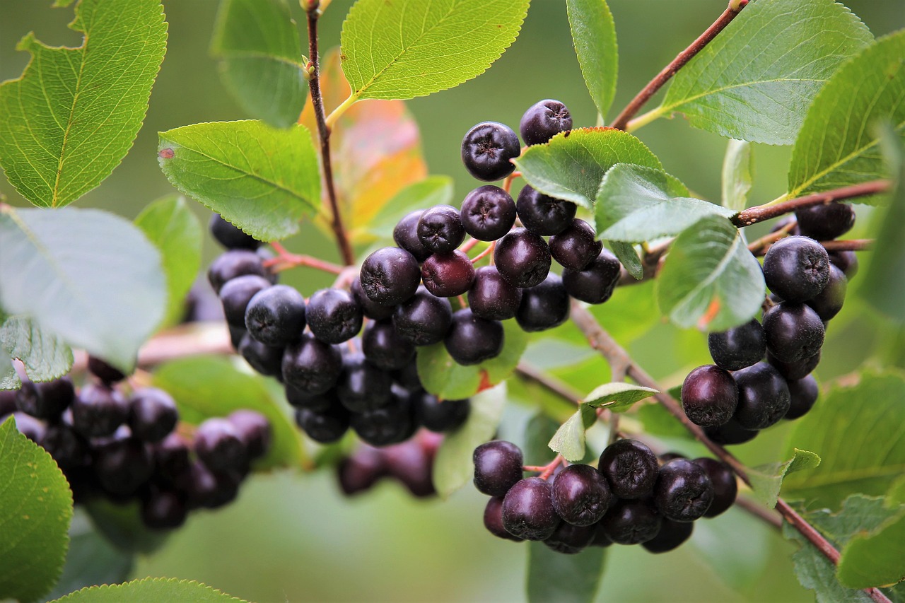 Aronia Berries Black Chokeberry Free Photo On Pixabay Pixabay Aronia Berries Black Chokeberry Free Photo On Pixabay Pixabay