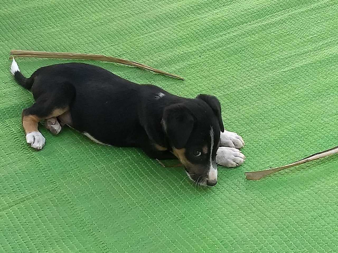 Cute Puppy 😍 Green Free photo on Pixabay