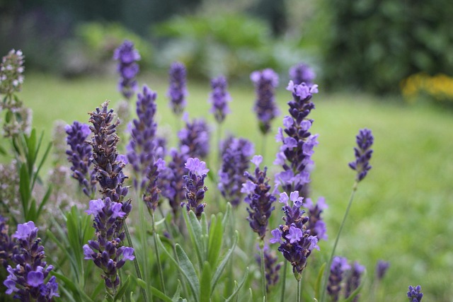 Free Lavender Purple photo and picture