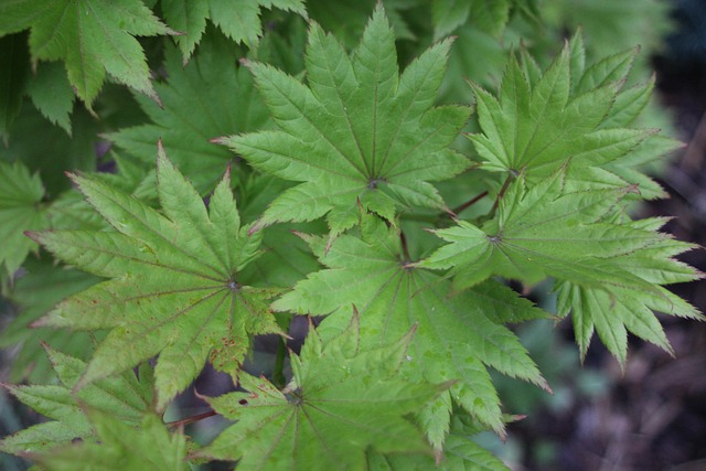 Free Japanese Maple Green photo and picture