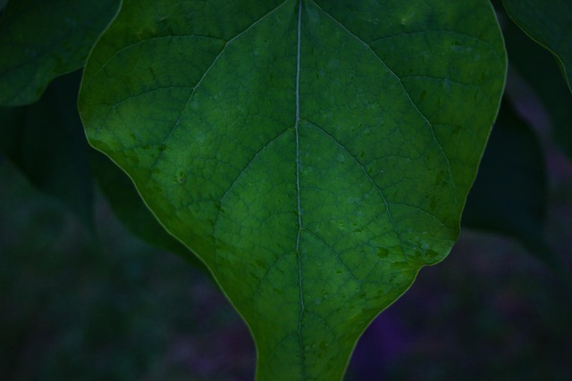 Free Plant Leaf photo and picture