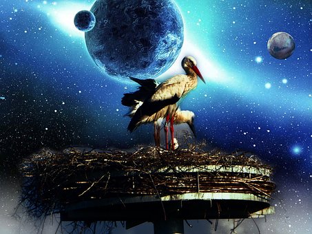 Free Stork Stork Nest photo and picture