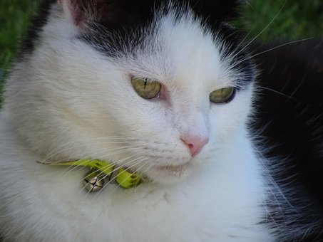 Free Cat Feline photo and picture