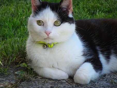 Free Cat Feline photo and picture