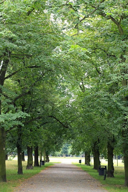 Free Park Trees photo and picture