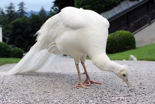 Blanco, Pájaro, Animal, Pluma
