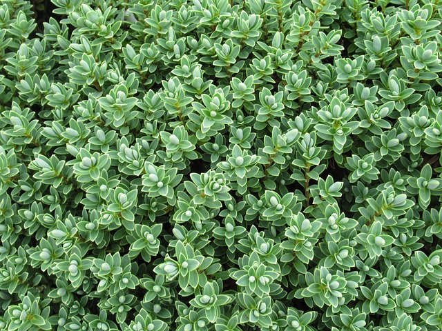 Free Background Green photo and picture
