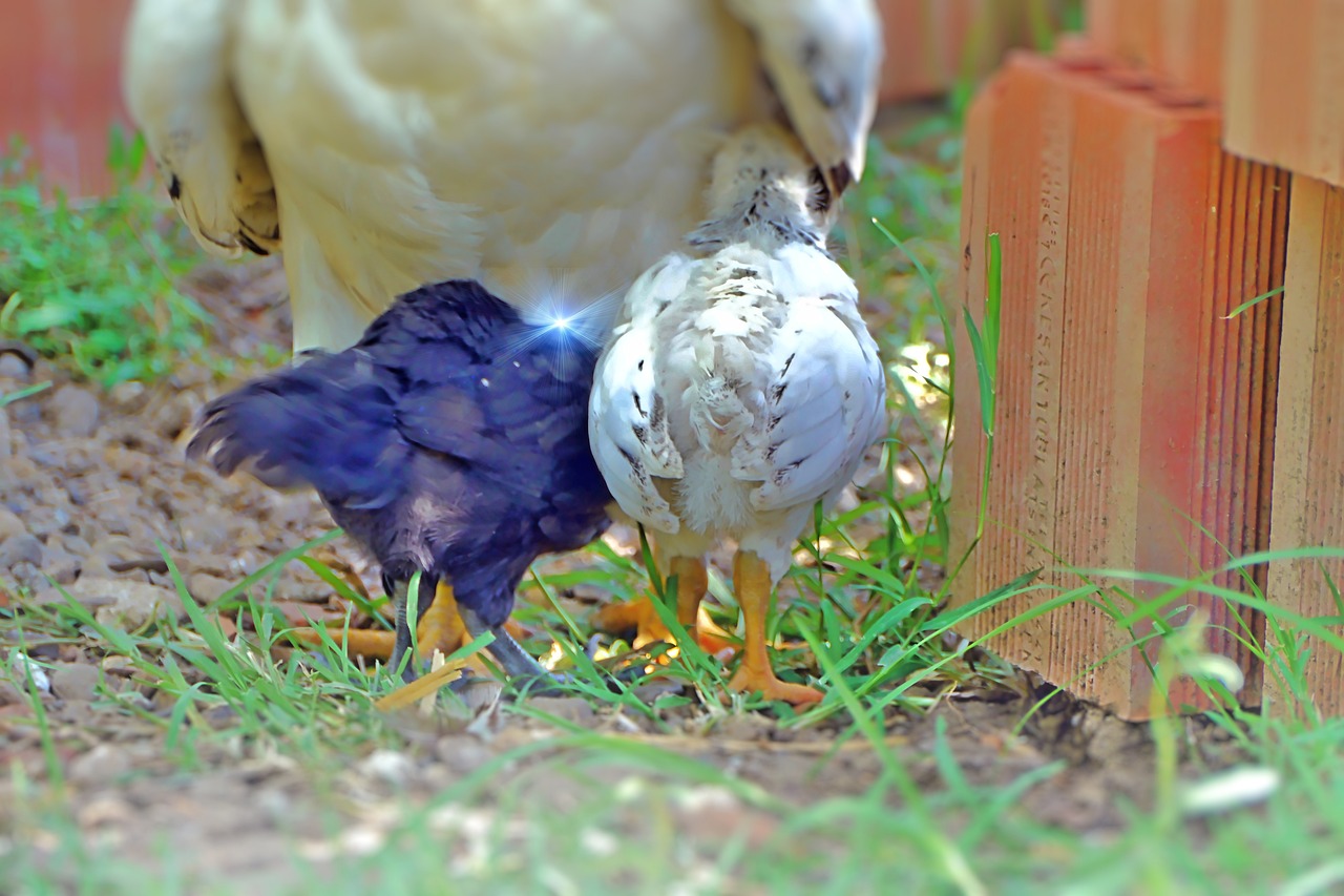 Chicken Mother Protection - Free photo on Pixabay - Pixabay