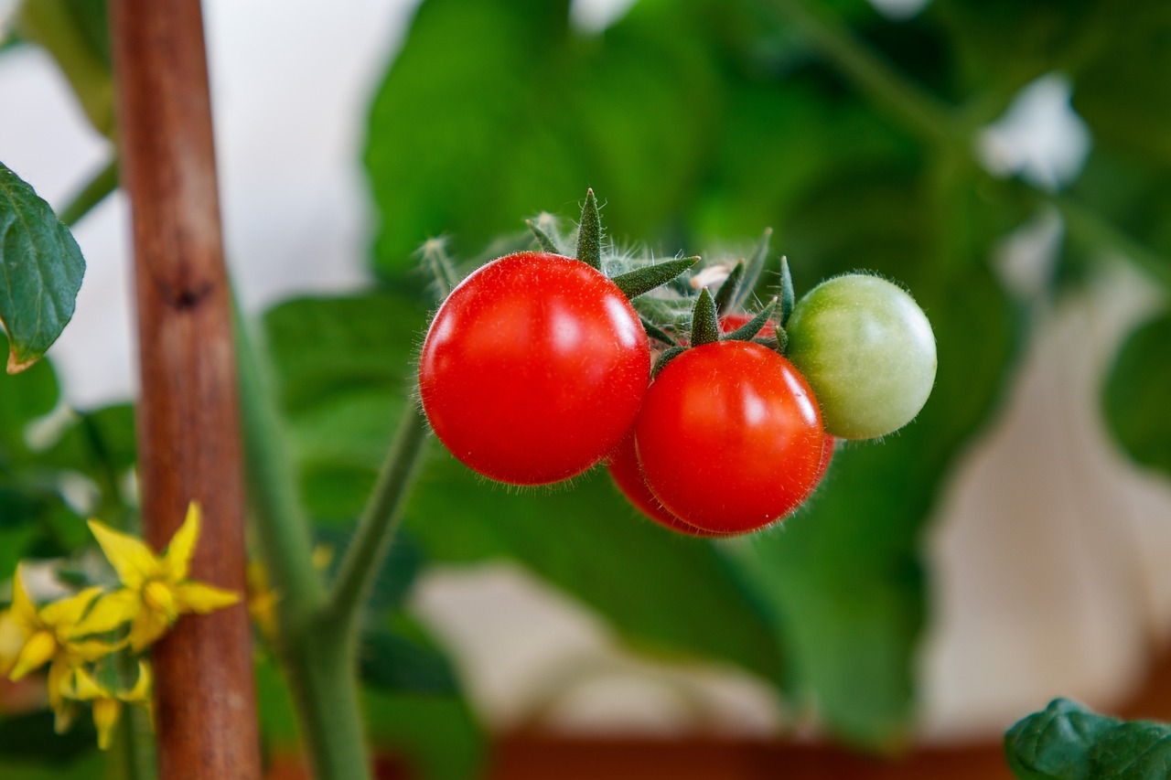 Ripe tomato hanging on the vine in a garden