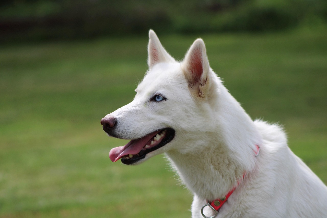 Rauque Rauque Chien Animal De - Photo gratuite sur Pixabay - Pixabay
