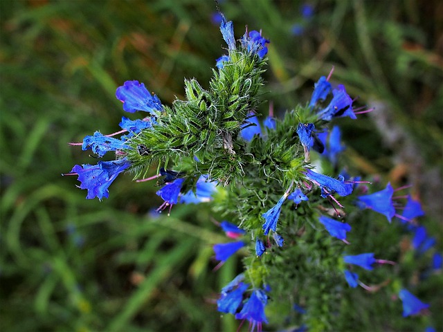 Free Blau Schön photo and picture