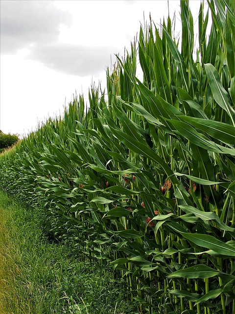 Free Corn Field photo and picture
