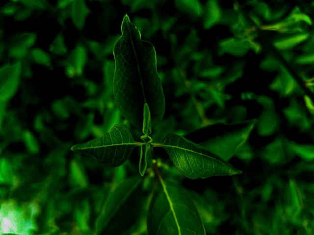 Free Green Garden photo and picture