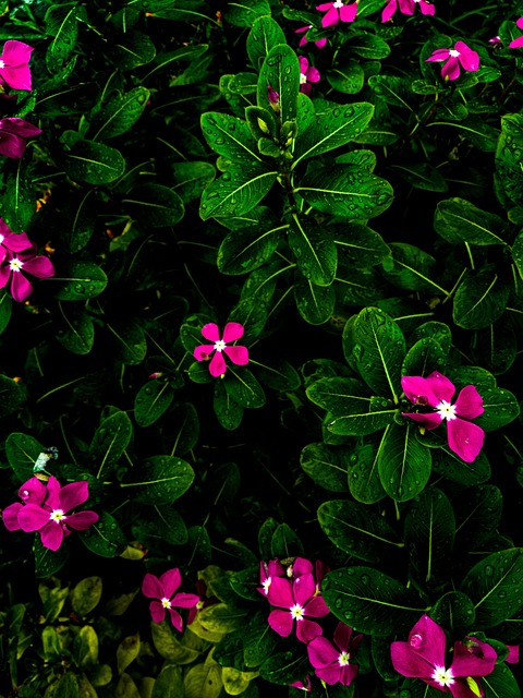 Free Flower Blossom photo and picture