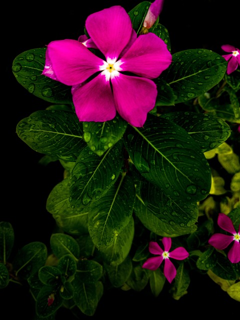 Free Green Garden photo and picture
