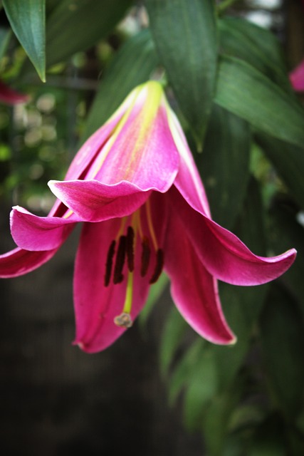Free Lily Flower Background photo and picture