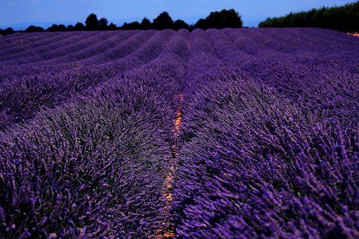 Free Lavender Field photo and picture